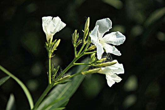 cau bạch thu